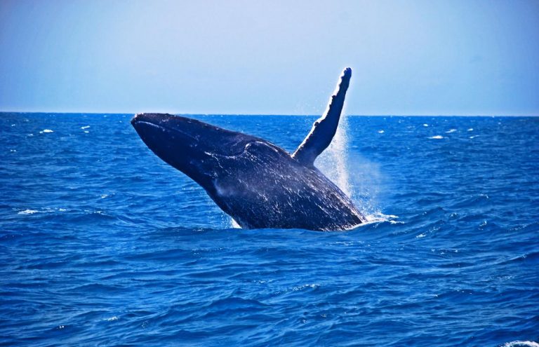 observação das baleias 12
